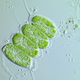 Image for article titled Scientists Discover a Virus That Makes Humans Less Intelligent